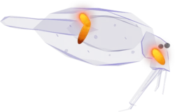 Cockatoo Squid in Roblox Fisch