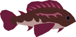 Reef Goby in Roblox Fisch