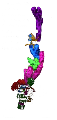 Coral Rod Fishing Rod